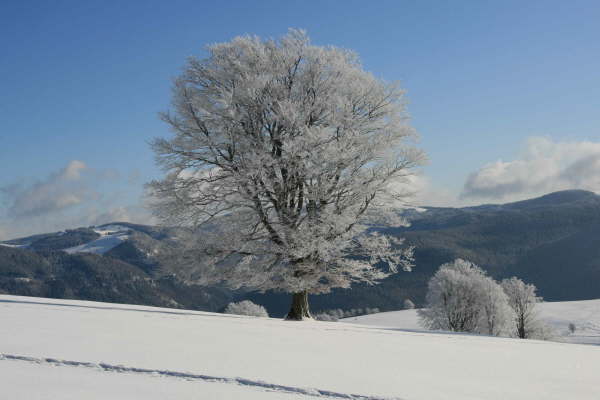 Schwarzwald