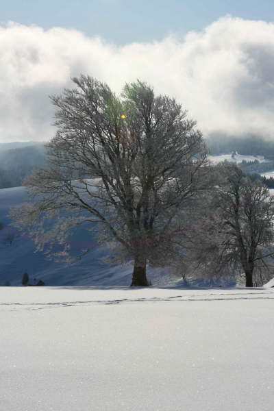 Schwarzwald
